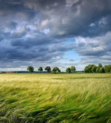 ข้าวล้มเกิดจากอะไร ???