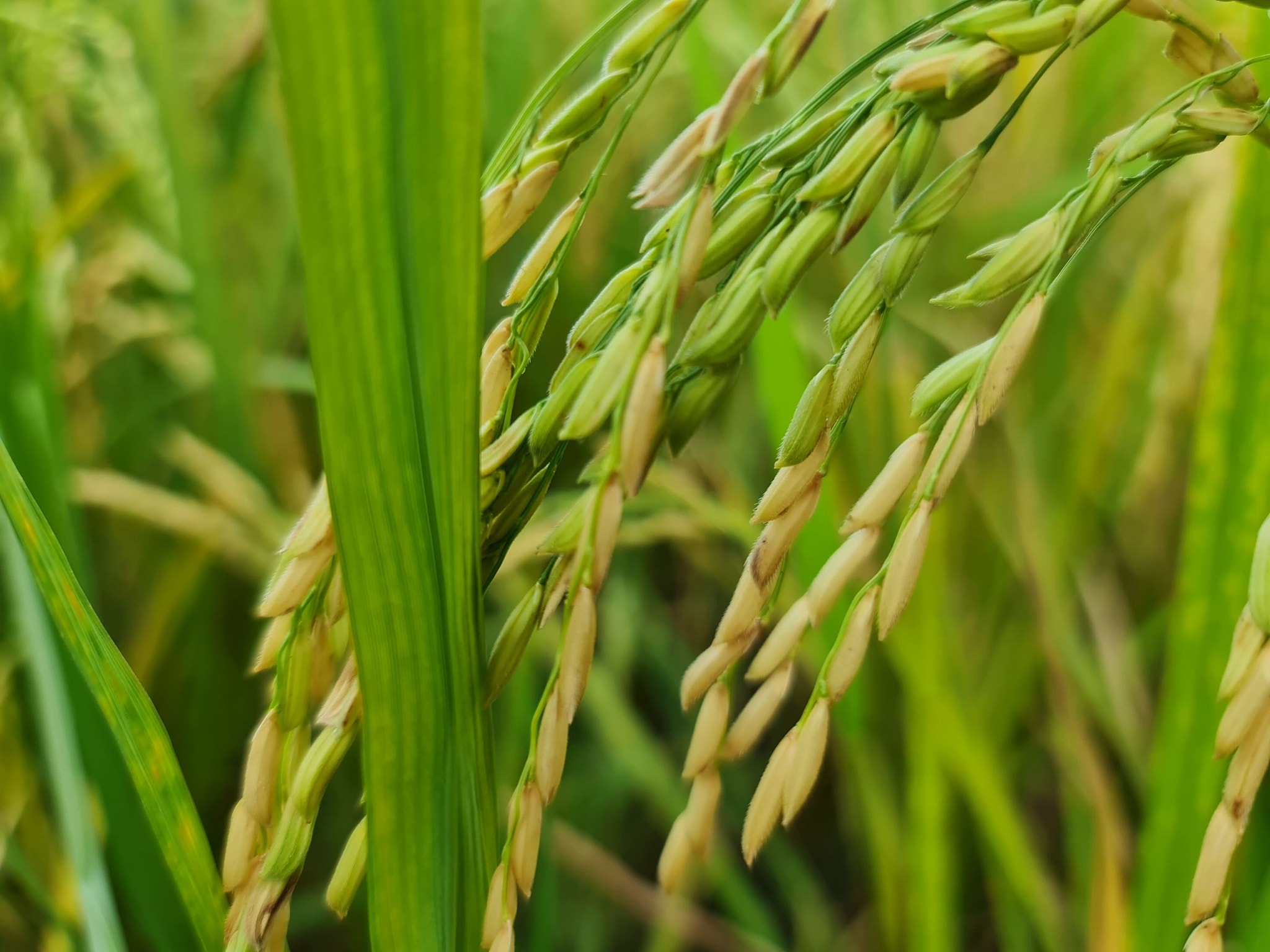 183899954_745629176112180_7430504354064232012_n