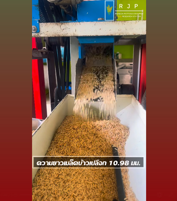น้องป้อนข้าวพาชมโรงสีข้าวขนาดเล็กของสถานีวิจัยรวมใจพัฒนาความรู้ที่กำลังขัดสีเมล็ดพันธุ์อาร์เจ22 (RJ22)