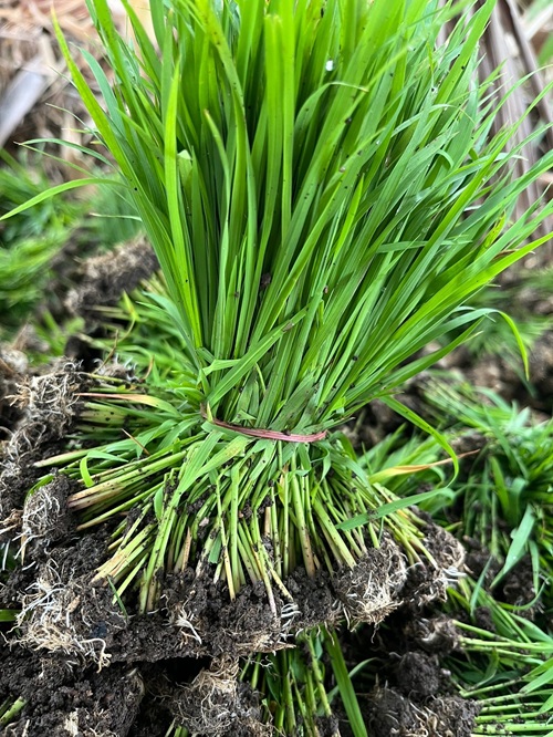 492184895_1311385134322977_3437598287583657582_n