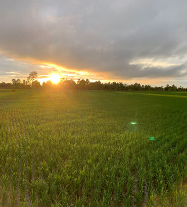 การเปรียบเทียบลักษณะทางการเกษตร และองค์ประกอบผลผลิตข้าวสายพันธุ์ปรับปรุงในปี พ.ศ. 2566