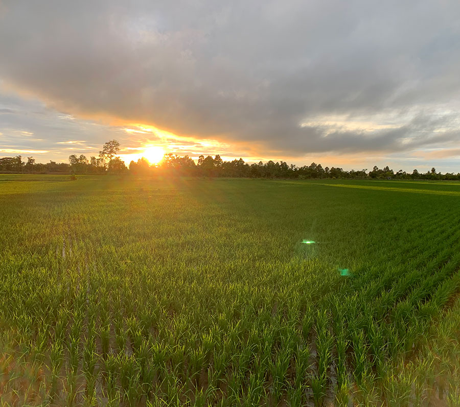 การเปรียบเทียบลักษณะทางการเกษตร และองค์ประกอบผลผลิตข้าวสายพันธุ์ปรับปรุงในปี พ.ศ. 2566