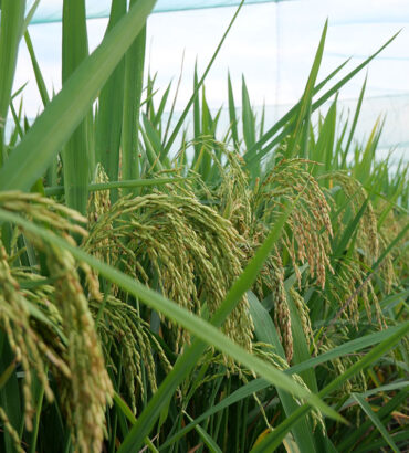 การประเมินลักษณะทางการเกษตรของข้าวสายพันธุ์ปรับปรุงที่ได้จากการเพาะเลี้ยงอับละอองเรณู