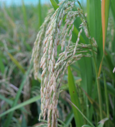 “อาร์เจ33” ข้าวเจ้าอายุสั้น ผลผลิตสูง