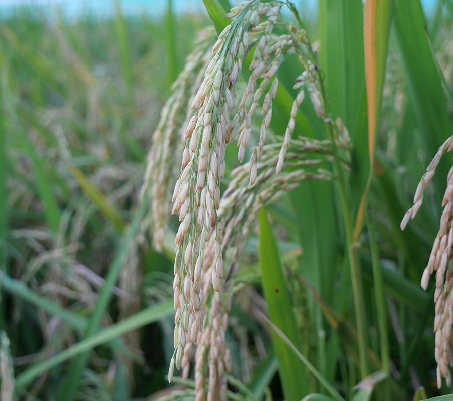 “อาร์เจ33” ข้าวเจ้าอายุสั้น ผลผลิตสูง