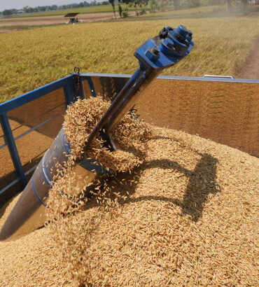 การประเมินผลผลิต องค์ประกอบผลผลิต และลักษณะทางการเกษตรในประชากรลูกผสมกลับ BC2F2