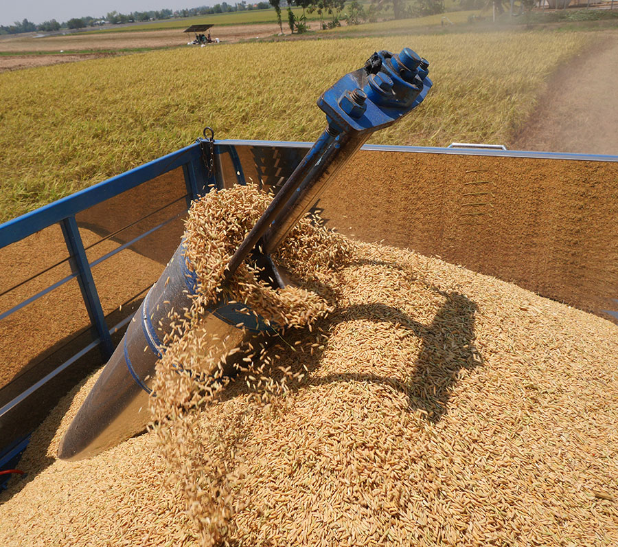 การประเมินผลผลิต องค์ประกอบผลผลิต และลักษณะทางการเกษตรในประชากรลูกผสมกลับ BC2F2