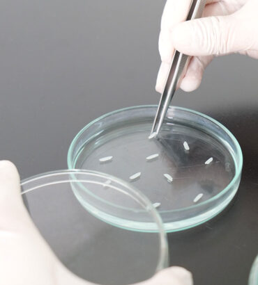 ความดีเด่นของลักษณะทางการเกษตรและองค์ประกอบผลผลิตในข้าวลูกผสมชั่วที่ 1 ระหว่างพันธุ์ข้าวไทยกับพันธุ์ข้าวต่างประเทศ​