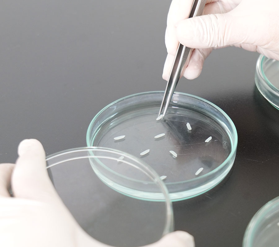 ความดีเด่นของลักษณะทางการเกษตรและองค์ประกอบผลผลิตในข้าวลูกผสมชั่วที่ 1