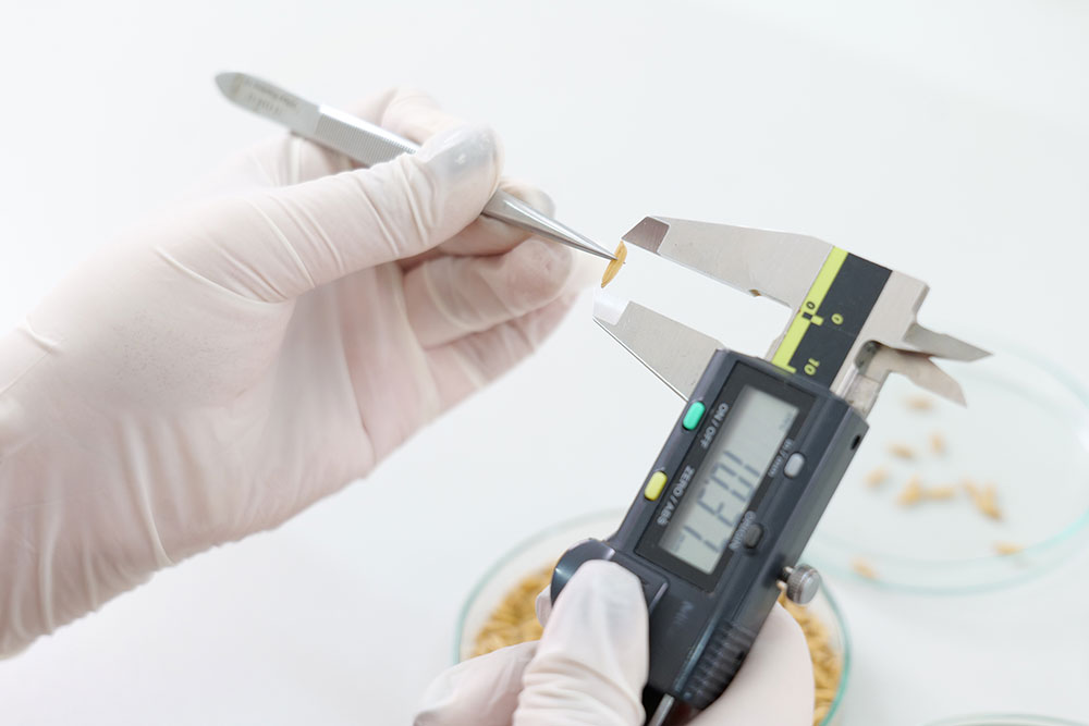 ขนาดและรูปร่างเมล็ด