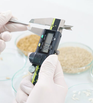 การทดสอบคุณภาพเมล็ดทางกายภาพและเคมีของข้าวสายพันธุ์ก้าวหน้า