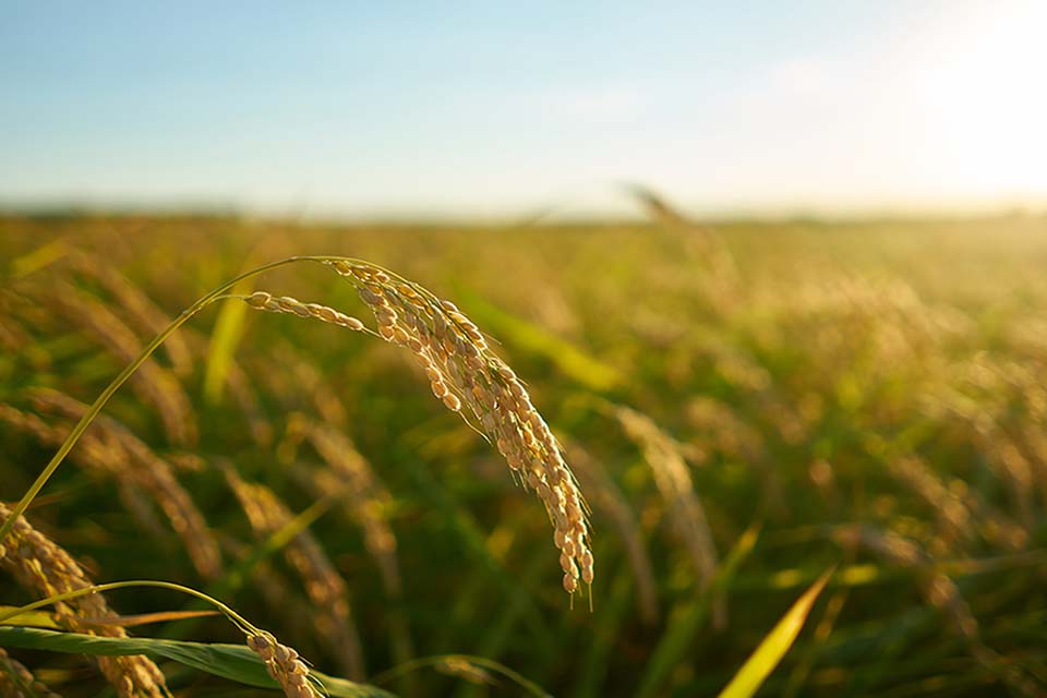 ระยะการเจริญเติบโตของข้าว