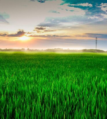 ข้าวไวต่อช่วงแสง และ ข้าวไม่ไวต่อช่วงแสง ต่างกันอย่างไร ?