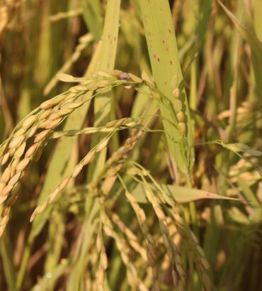 หนาวนี้ เกษตรกรต้องระวัง!! ผลกระทบจากอุณหภูมิต่ำต่อการเจริญเติบโตของต้นข้าว