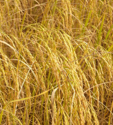 ความแตกต่างโรคใบสีส้ม และ โรคใบสีแสดในข้าว