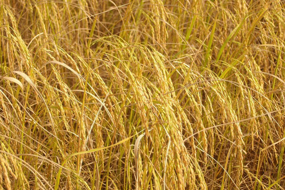 ความแตกต่างโรคใบสีส้ม และ โรคใบสีแสดในข้าว