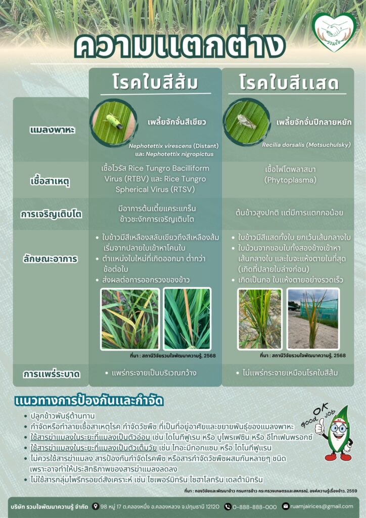 ความแตกต่างโรคใบสีส้ม และ โรคใบสีแสดในข้าว