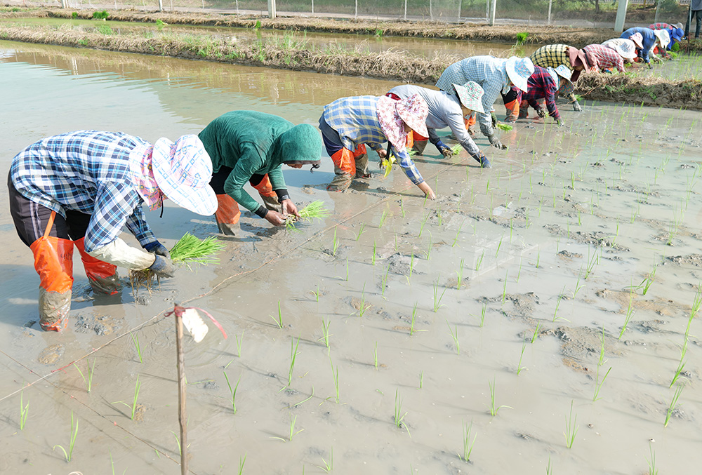 งานวิจัยและพัฒนา