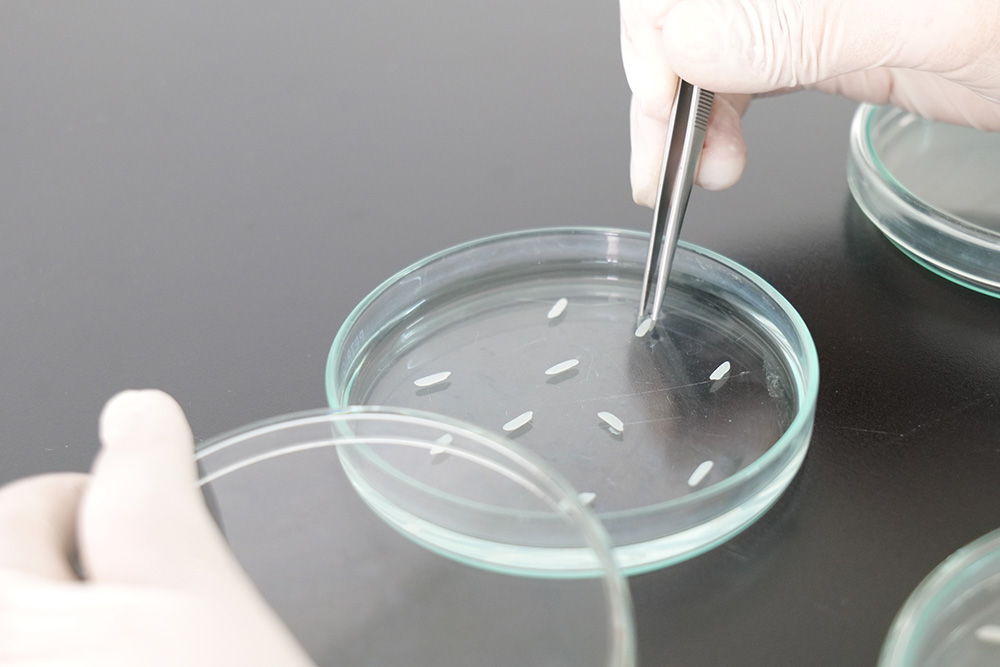 งานวิจัยและพัฒนา