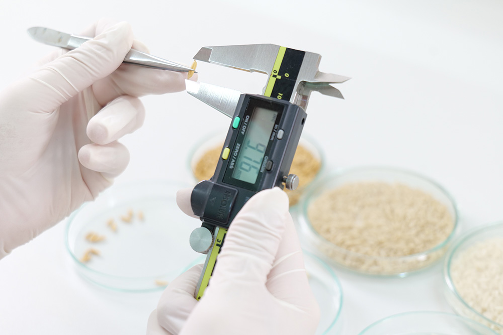 งานวิจัยและพัฒนา