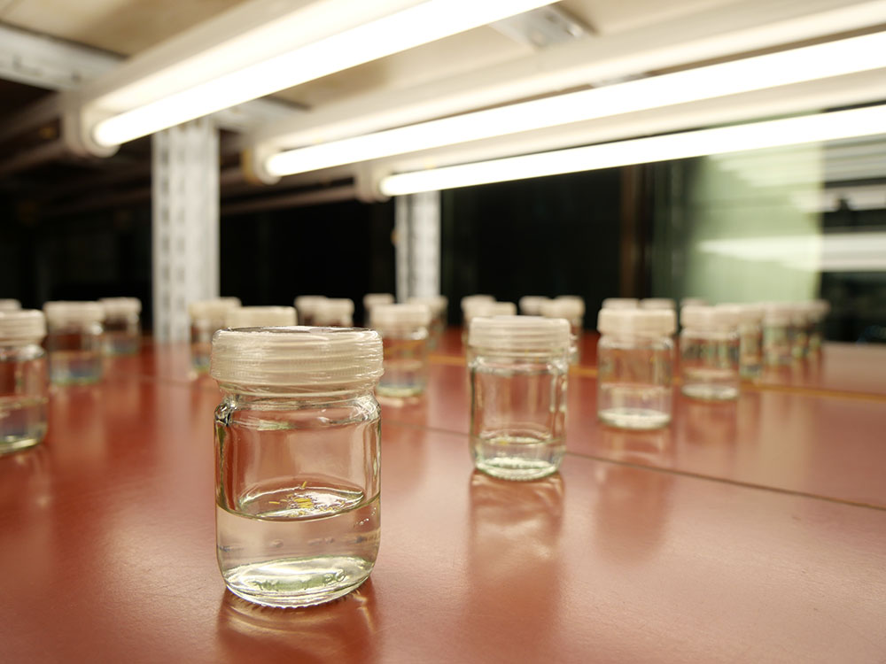 งานวิจัยและพัฒนา