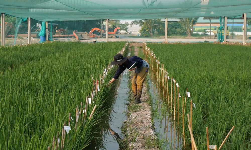 งานวิจัยและพัฒนา