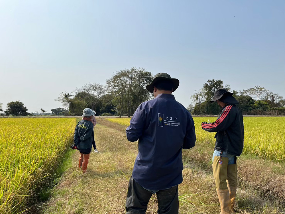 งานส่งเสริมและผลิตเมล็ดพันธุ์