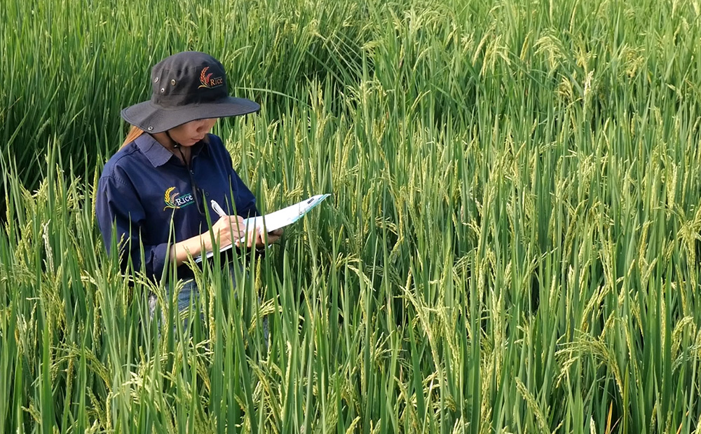 งานวิจัยและพัฒนา