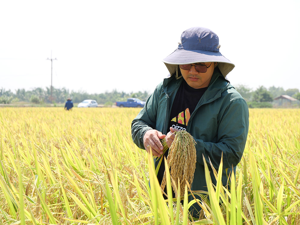 งานวิจัยและพัฒนา