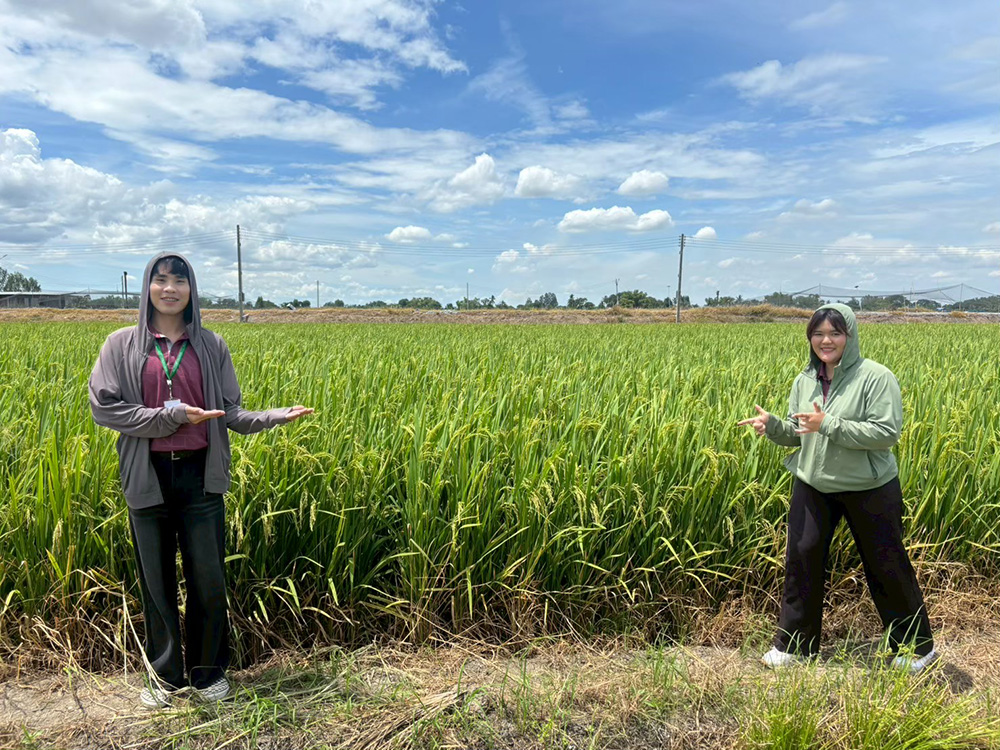 งานส่งเสริมและผลิตเมล็ดพันธุ์
