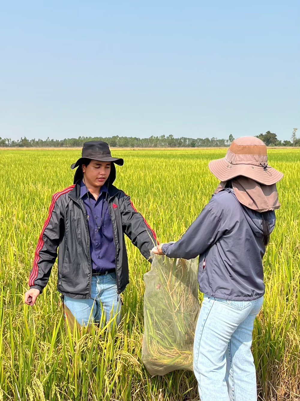 งานส่งเสริมและผลิตเมล็ดพันธุ์