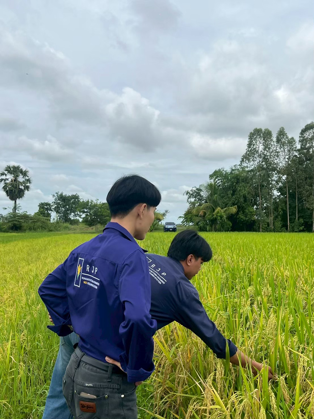 งานส่งเสริมและผลิตเมล็ดพันธุ์