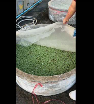 น้องลูกดิวพาชมการเพาะเลี้ยงแหนแดงและประโยชน์ของการใช้แหนแดงภายในสถานีรวมใจพัฒนาความรู้