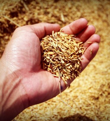 กระบวนการแปรรูปข้าวเปลือก : ยกระดับคุณค่าข้าวไทย สู่ความยั่งยืนทางอาหารและเศรษฐกิจ