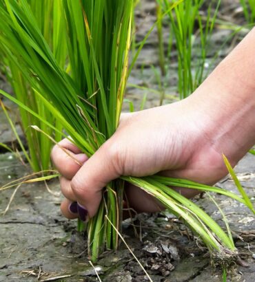 ดินคือหัวใจของการปลูกข้า