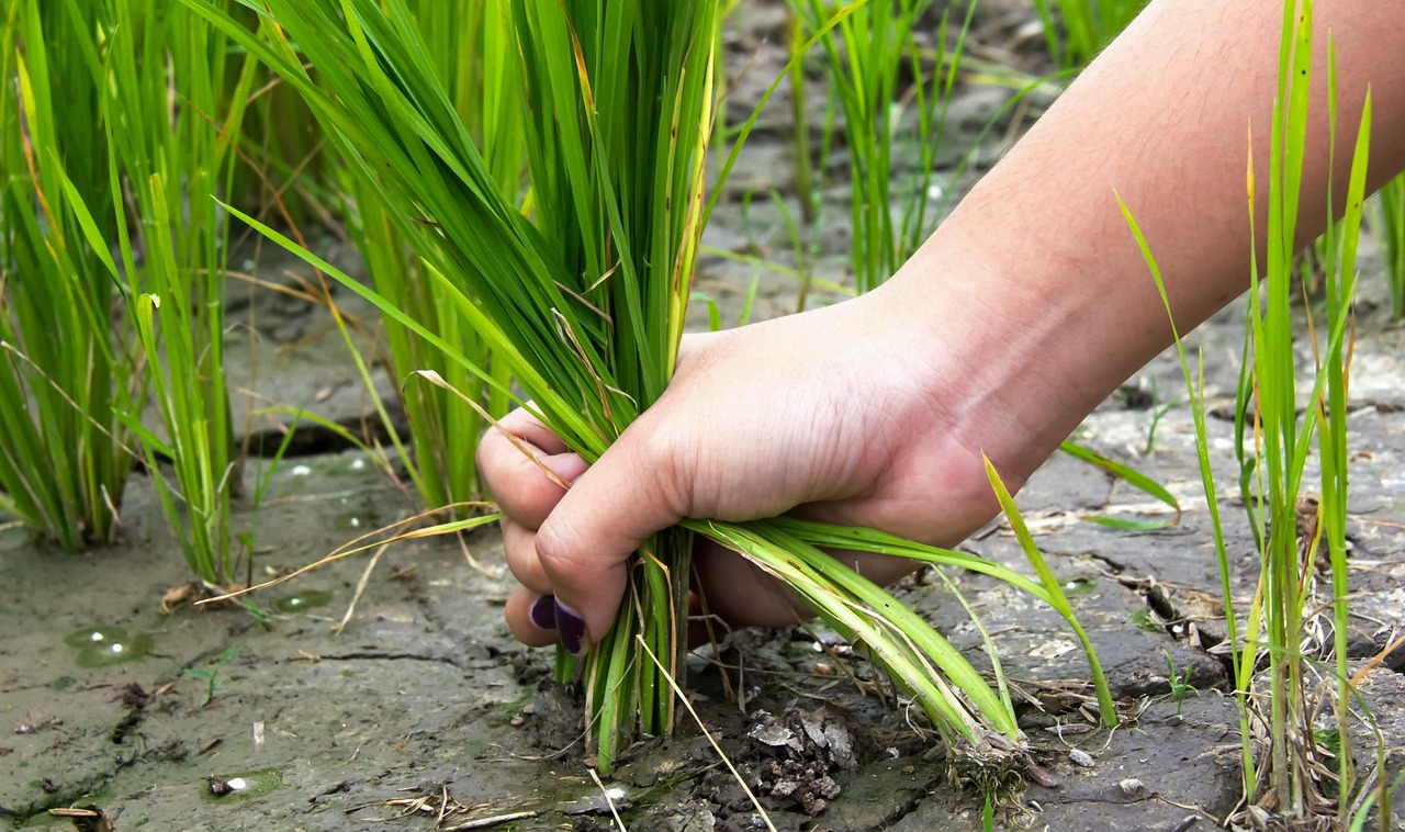 ดินคือหัวใจของการปลูกข้า