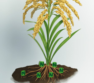 อิทธิพลของอัตราปุ๋ยไนโตรเจนต่อลักษณะทางการเกษตร องค์ประกอบผลผลิตและผลผลิตของข้าวอาร์เจ22 ในจังหวัดปทุมธานี