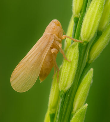 การประเมินความต้านทานเพลี้ยกระโดดสีน้ำตาลของข้าวสายพันธุ์ก้าวหน้าที่ได้รับการผนวกยีนต้านทานเพลี้ยกระโดดสีน้ำตาล