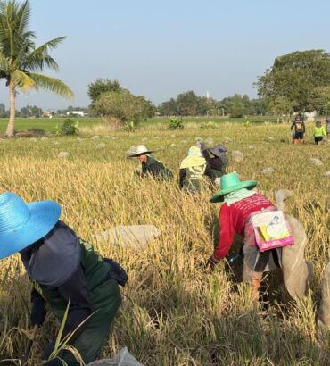 นักวิจัยร่วมกันเก็บเกี่ยว ผลผลิต ณ ณ แปลงทดสอบผลผลิตจังหวัดชัยนาท