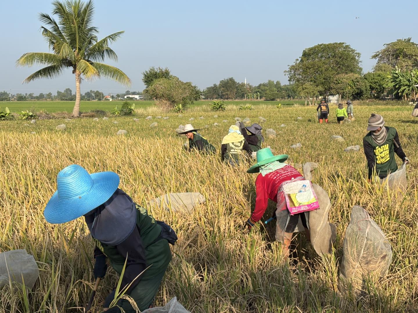 นักวิจัยร่วมกันเก็บเกี่ยว ผลผลิต ณ ณ แปลงทดสอบผลผลิตจังหวัดชัยนาท