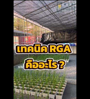 การใช้เทคนิคเร่งการเจริญเติบโตอย่างรวดเร็วสำหรับปรับปรุงพันธุ์ข้าว (RGA)