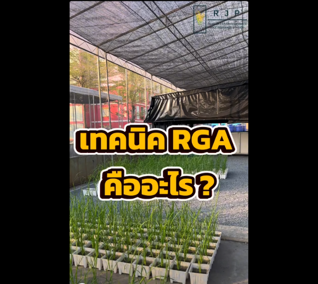การใช้เทคนิคเร่งการเจริญเติบโตอย่างรวดเร็วสำหรับปรับปรุงพันธุ์ข้าว (RGA)