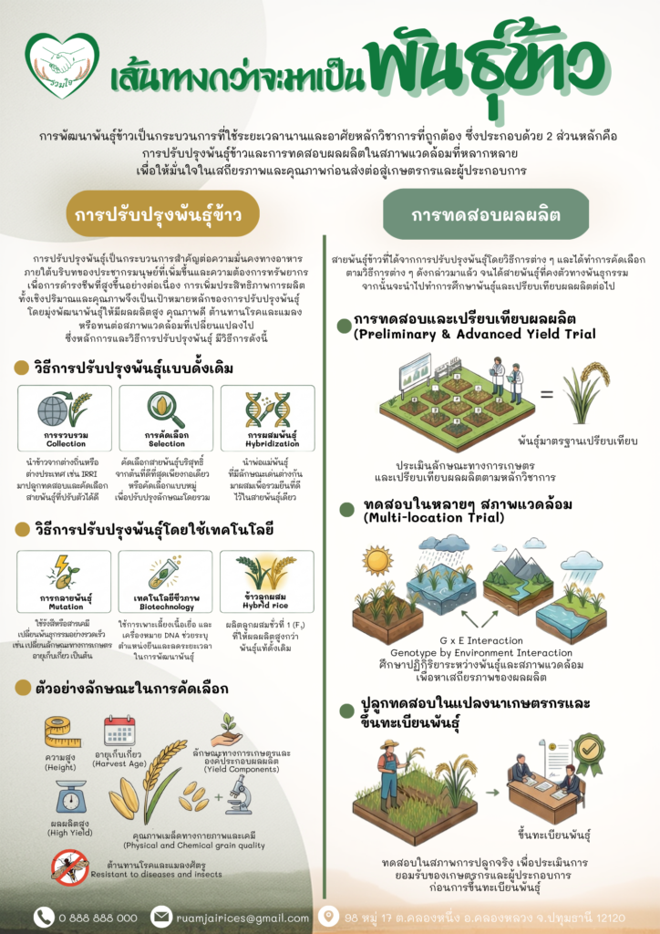 เส้นทางกว่าจะมาเป็นขข้าว