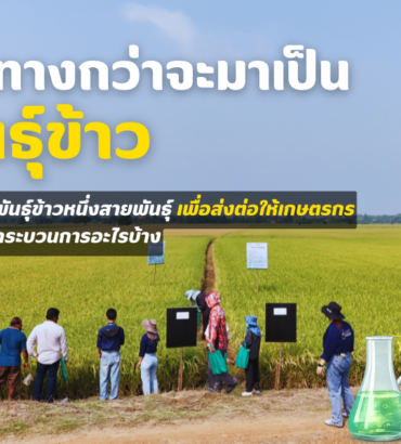 เส้นทางกว่าจะมาเป็นพันธุ์ข้าว