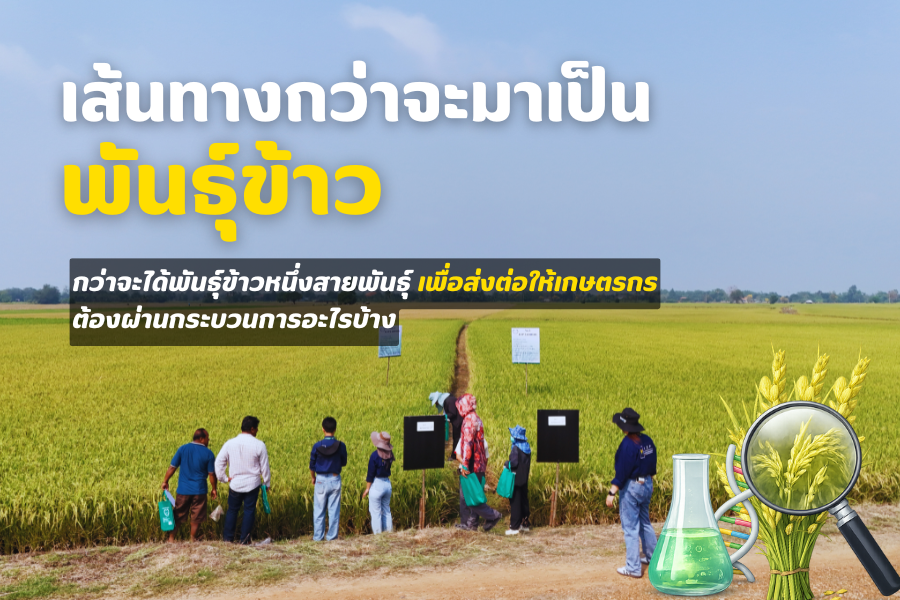 เส้นทางกว่าจะมาเป็นพันธุ์ข้าว