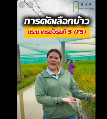 น้องป้อนข้าวรวมใจฯ พาชมบรรยากาศการคัดเลือกข้าวในประชากรชั่วรุ่นที่ 5 (F5)​