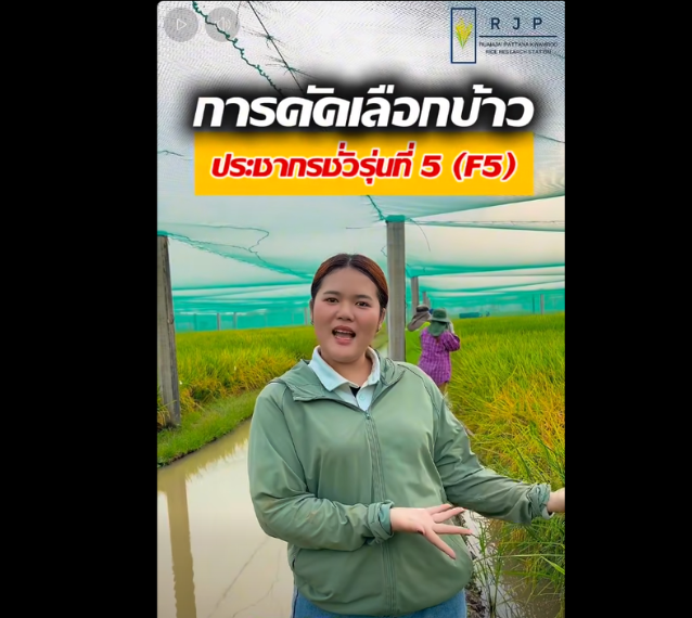 น้องป้อนข้าวรวมใจฯ พาชมบรรยากาศการคัดเลือกข้าวในประชากรชั่วรุ่นที่ 5 (F5)​