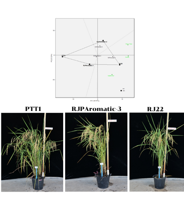 การทดสอบผลผลิตและคุณภาพเมล็ดทางกายภาพและเคมีของข้าวหอมสายพันธุ์ ปรับปรุงใหม่ในพื้นที่ชลประทานภาคกลาง