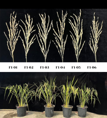 ความดีเด่นของผลผลิต และองค์ประกอบผลผลิต ระหว่างข้าวพันธุ์ปทุมธานี 1 กับสายพันธุ์ ข้าวหอมที่มีอายุการเก็บเกี่ยวสั้น
