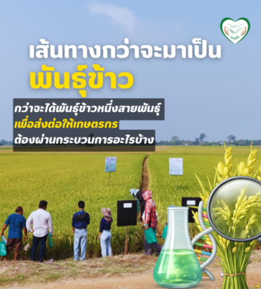 เส้นทางกว่าจะมาเป็นพันธุ์ข้าว